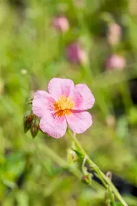 helianthemum 'lawrenson's pink' P11 - afbeelding 3