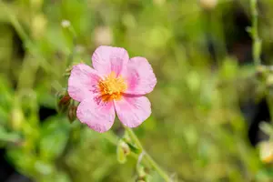 helianthemum 'lawrenson's pink' P11 - afbeelding 2