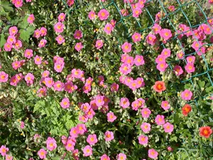 helianthemum 'lawrenson's pink' P11 - afbeelding 1