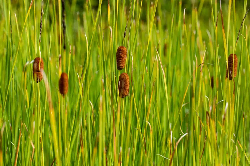 typha laxmannii P9