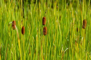 typha laxmannii P9