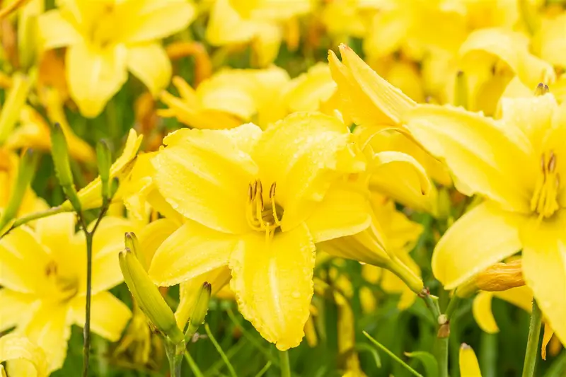 hemerocallis hybr. 'lemon bells' P9