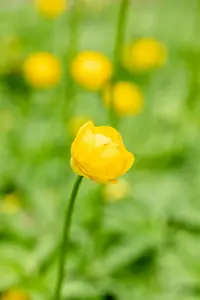 trollius hybr. 'lemon queen' P9 - afbeelding 3