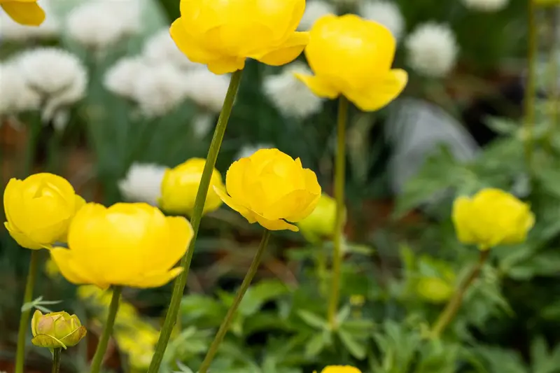 trollius hybr. 'lemon queen' P9 - afbeelding 1