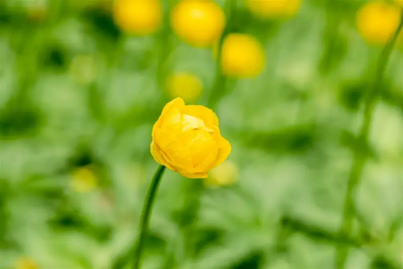 trollius hybr. 'lemon queen' P9 - afbeelding 2