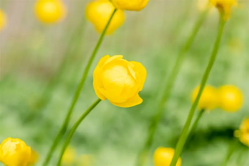 trollius hybr. 'lemon queen' P9 - afbeelding 4