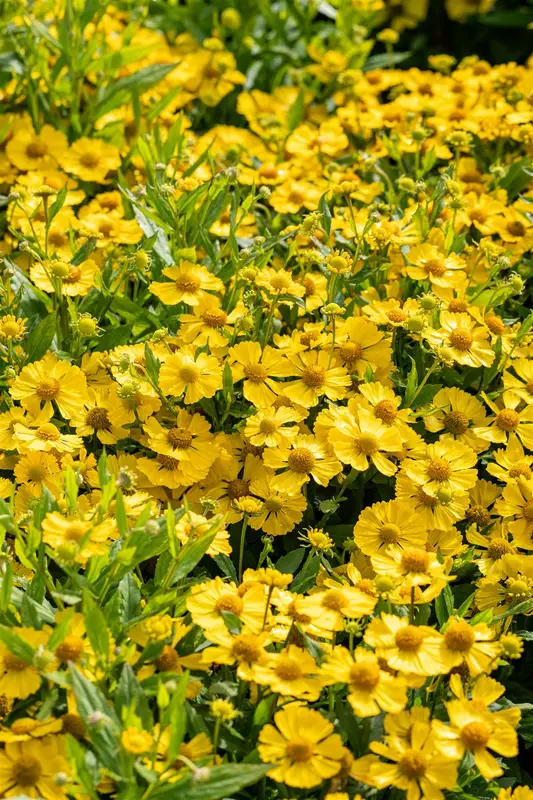 helenium hybr. 'lemon sundae' P9 - afbeelding 2