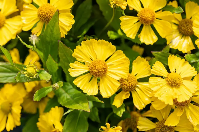 helenium hybr. 'lemon sundae' P9 - afbeelding 3