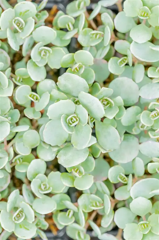 sedum cauticola 'lidakense' P11 - afbeelding 5