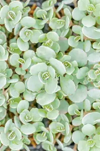 sedum cauticola 'lidakense' P11 - afbeelding 5