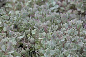 sedum cauticola 'lidakense' P11 - afbeelding 1