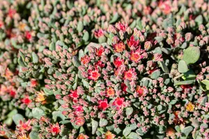 sedum cauticola 'lidakense' P11 - afbeelding 2