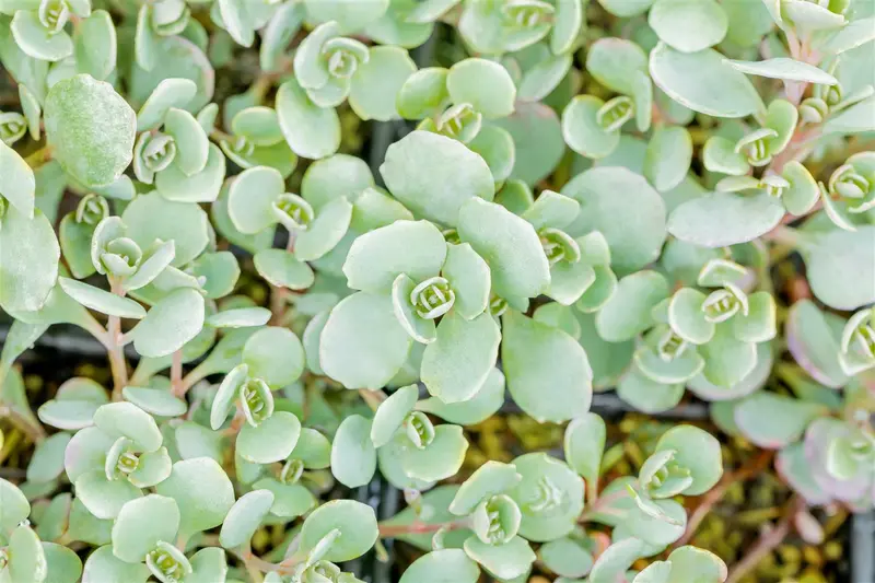 sedum cauticola 'lidakense' P11 - afbeelding 4