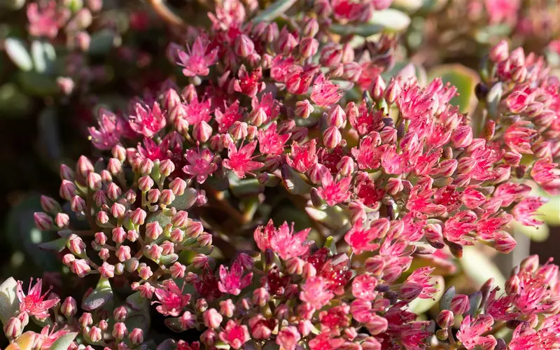 sedum cauticola 'lidakense' P11 - afbeelding 3