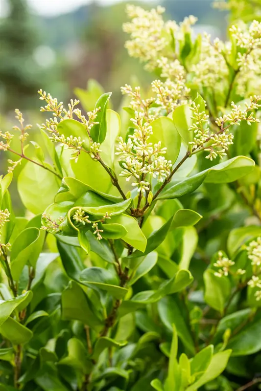 ligustrum jap. 'texanum' (80-100 cm) - afbeelding 4