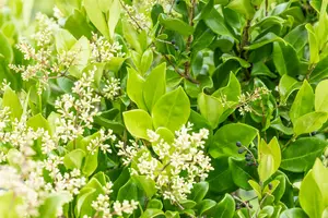 ligustrum jap. 'texanum' (80-100 cm) - afbeelding 1