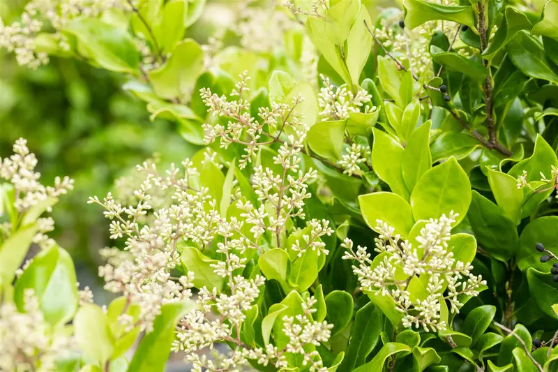 ligustrum jap. 'texanum' (80-100 cm) - afbeelding 2