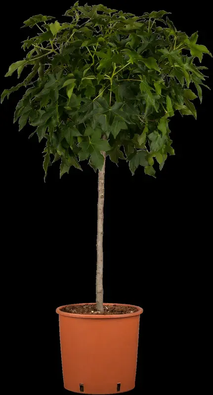 liquidambar styr. 'gumball' 14/16 C - afbeelding 3