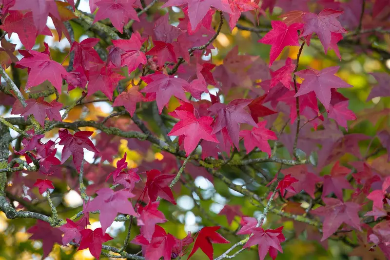 liquidambar styr. 'lane roberts' (175-200cm)