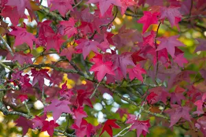 liquidambar styr. 'lane roberts' (175-200cm)