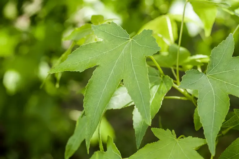 liquidambar styr. 'slender silhouette' (175-200 cm) - afbeelding 2