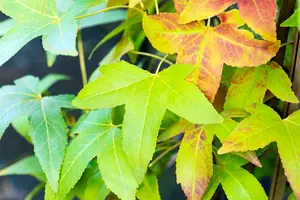 liquidambar styr. 'slender silhouette' (175-200 cm) - afbeelding 3