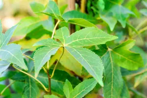 liquidambar styr. 'slender silhouette' (175-200 cm) - afbeelding 4