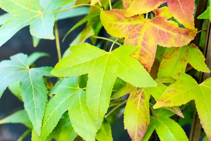 liquidambar styr. 'slender silhouette' (175-200 cm) KLUIT - afbeelding 3