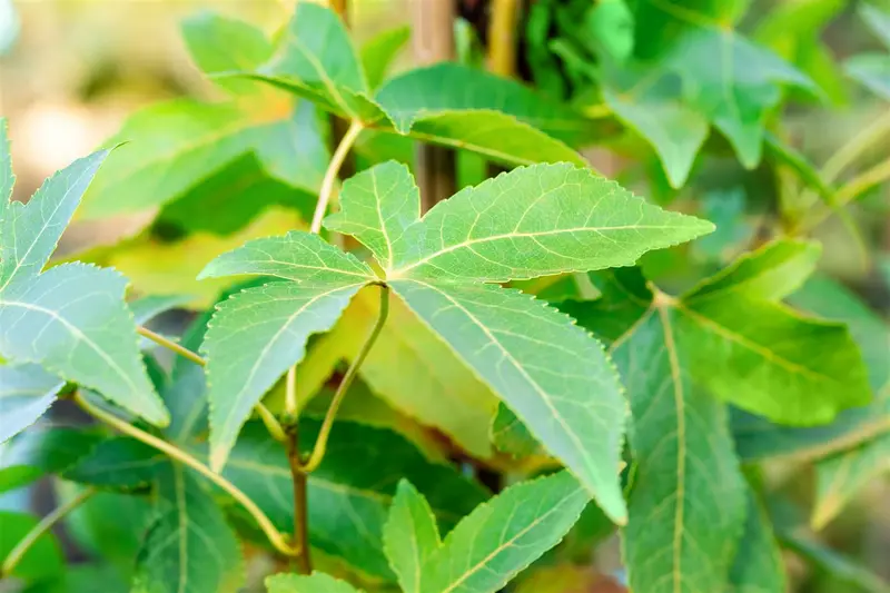 liquidambar styr. 'slender silhouette' (200-250 cm) - afbeelding 4