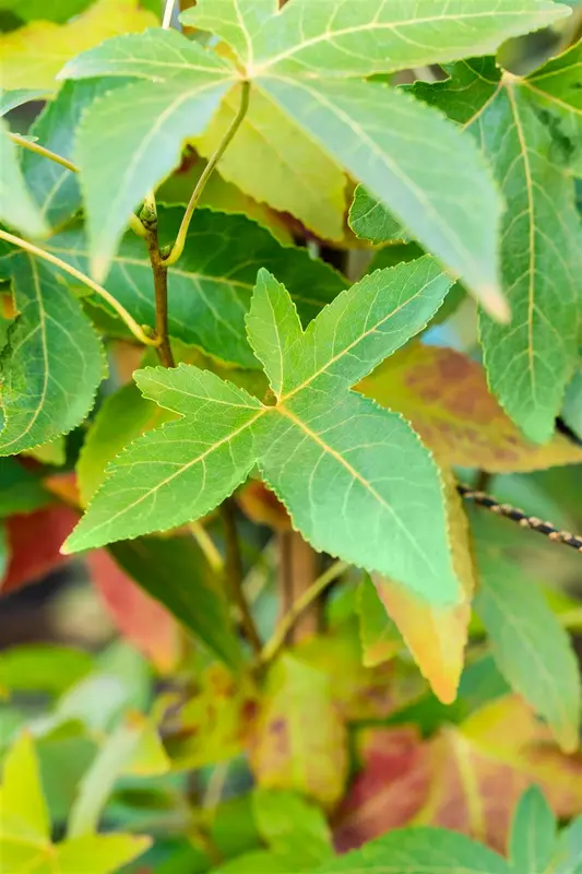 liquidambar styr. 'slender silhouette' (200-250 cm) KLUIT - afbeelding 5