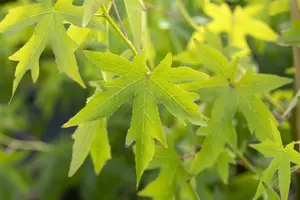 liquidambar styr. 'worplesdon' 10/12 - afbeelding 2