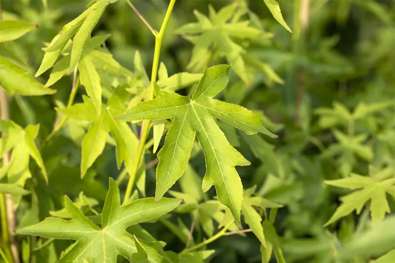 liquidambar styr. 'worplesdon' 10/12 - afbeelding 3