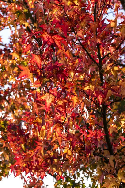 liquidambar styr. 'worplesdon' (175-200cm) - afbeelding 1