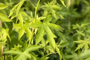 liquidambar styr. 'worplesdon' 18/20 - afbeelding 3