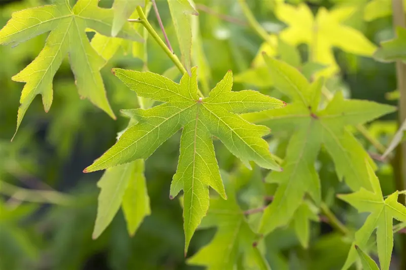 liquidambar styr. 'worplesdon' 18/20 DKL VRGL - afbeelding 2