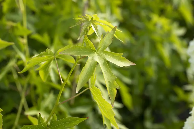 liquidambar styr. 'worplesdon' 18/20 DKL VRGL - afbeelding 4