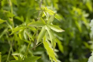 liquidambar styr. 'worplesdon' (200-250cm) - afbeelding 4