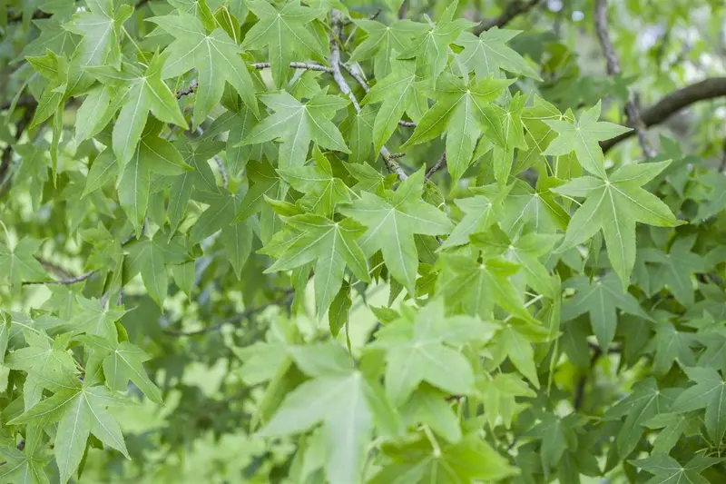 liquidambar styraciflua 10/12 - afbeelding 2