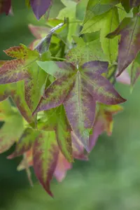 liquidambar styraciflua 12/14 - afbeelding 1