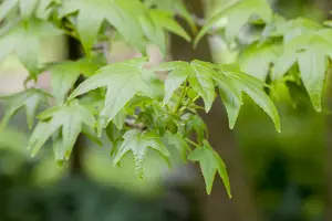 liquidambar styraciflua 12/14 - afbeelding 3