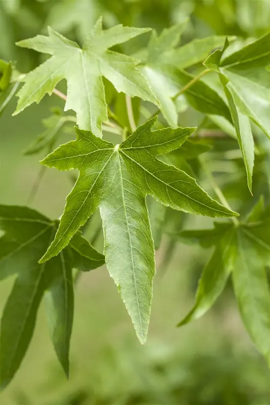 liquidambar styraciflua (150-175cm) - afbeelding 5