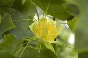 liriodendron tulipifera (175-200cm) - afbeelding 5