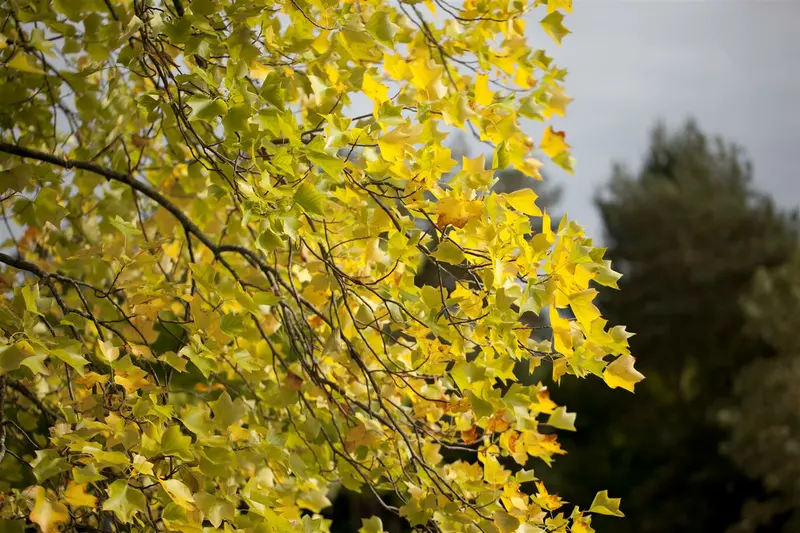 liriodendron tulipifera 20/25 - afbeelding 3