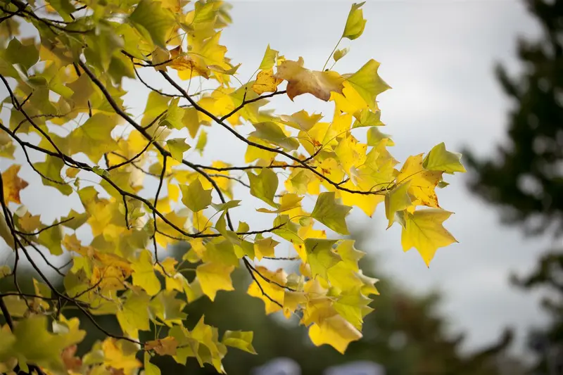 liriodendron tulipifera (200-250cm) - afbeelding 4