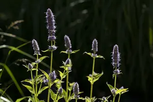 Agastache hybr. 'Little Adder' P9