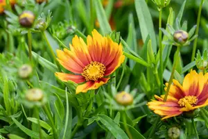 coreopsis little bang 'daybreak' P9