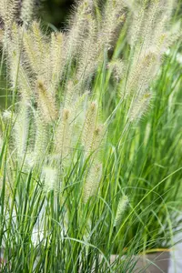 pennisetum alop. 'little bunny' P9 - afbeelding 4