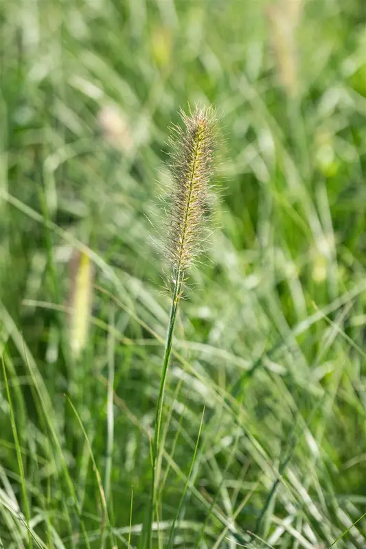 pennisetum alop. 'little bunny' P9 - afbeelding 5