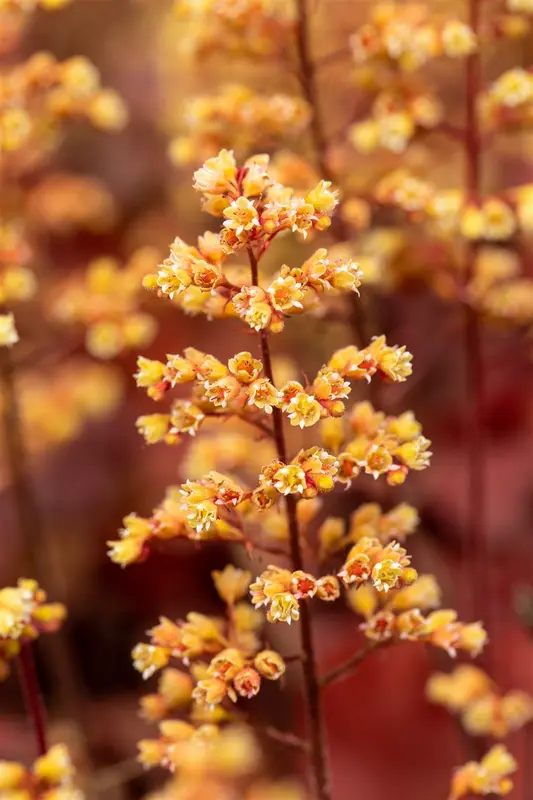 heuchera hybr. 'blondie''® P9 - afbeelding 5