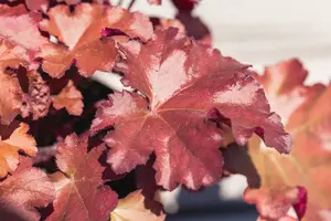 heuchera hybr. 'blondie''® P9 - afbeelding 1